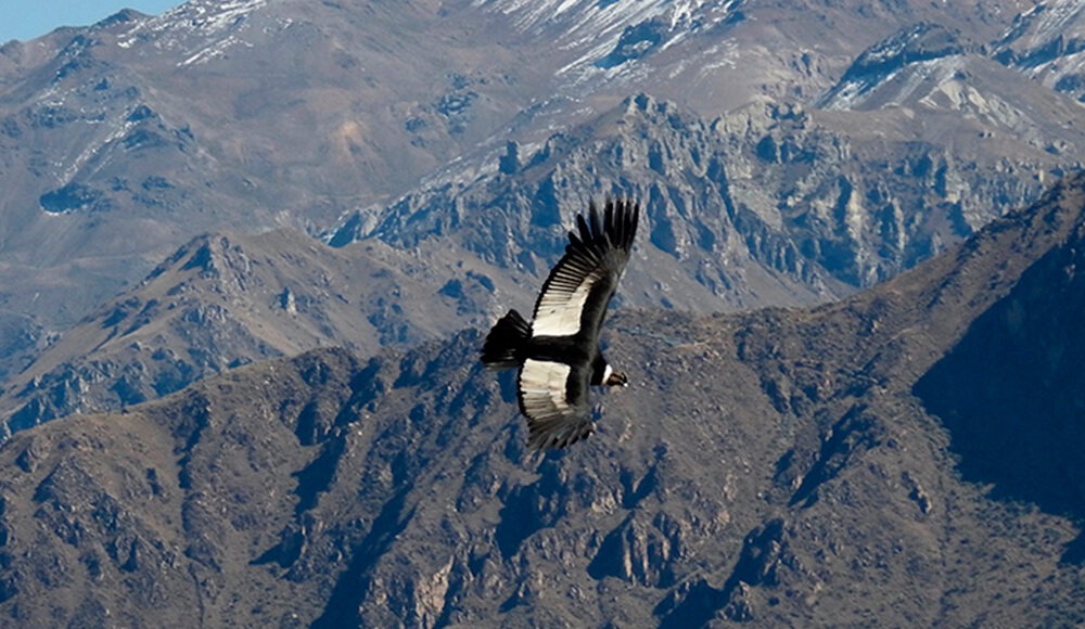 Cañon del Colca