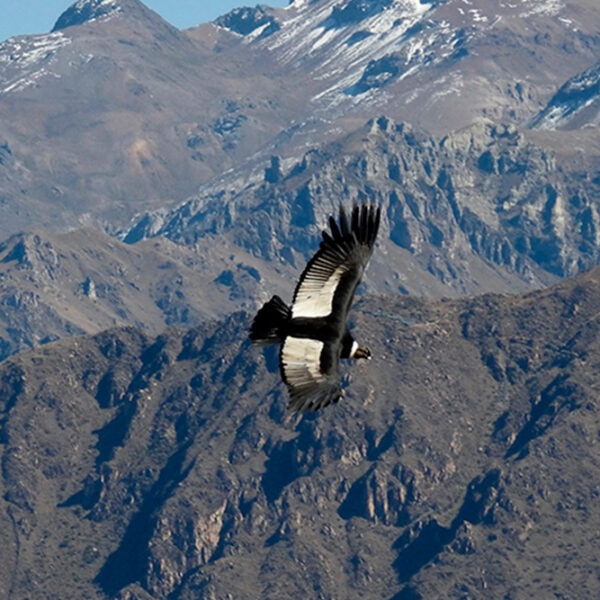 Cañon del Colca