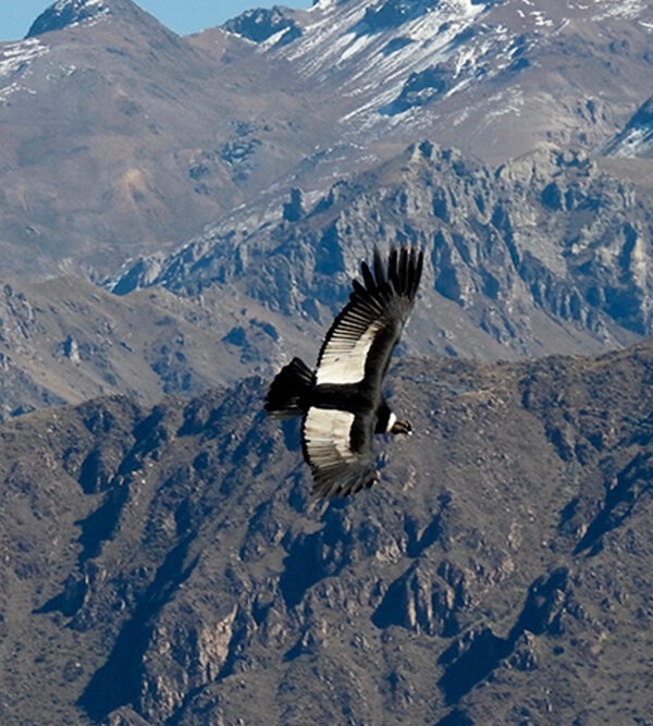 Cañon del Colca