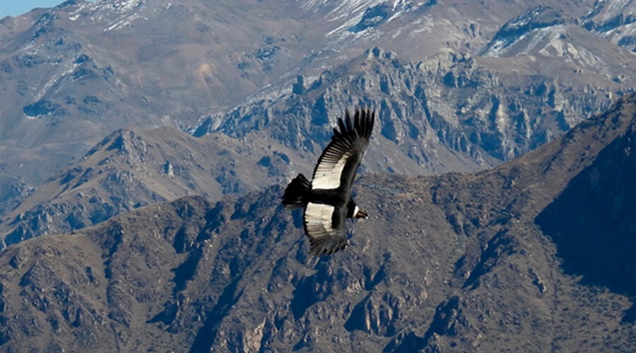 Cañon del Colca