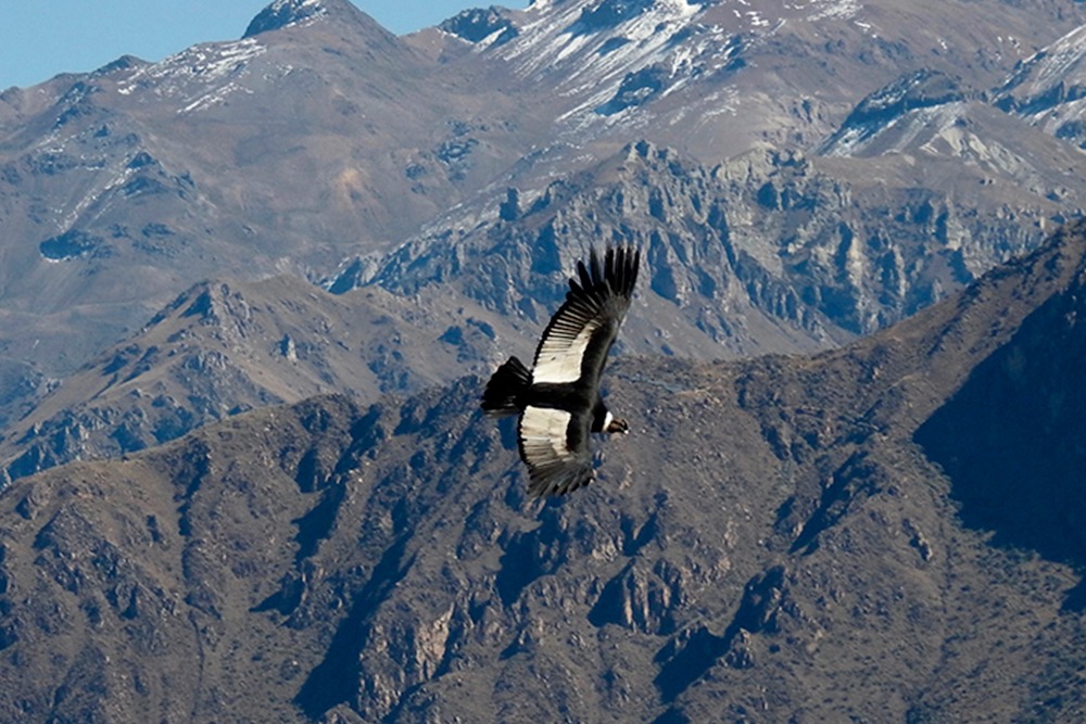 Cañon del Colca