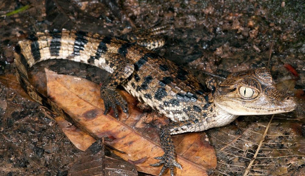 PUERTO MALDONADO COCHA CAIMAN