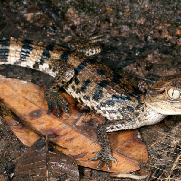 PUERTO MALDONADO COCHA CAIMAN