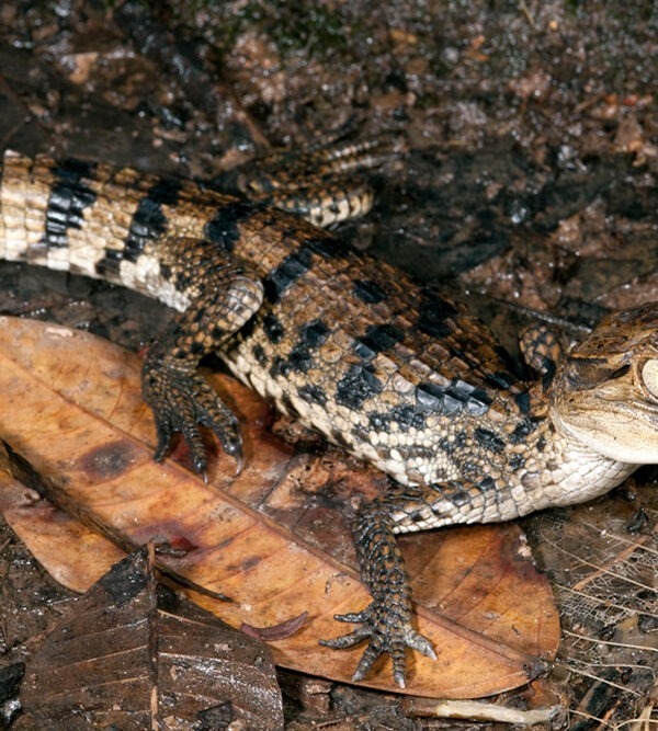 PUERTO MALDONADO COCHA CAIMAN