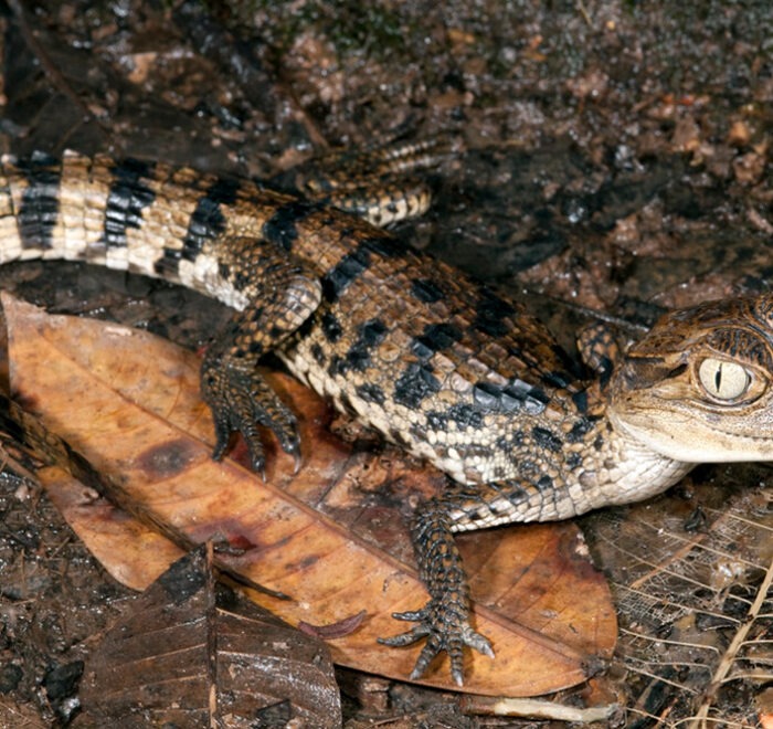 PUERTO MALDONADO COCHA CAIMAN