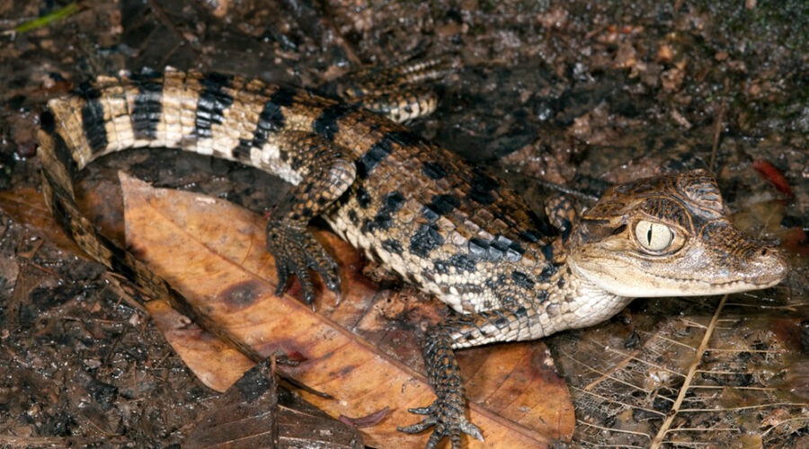 PUERTO MALDONADO COCHA CAIMAN