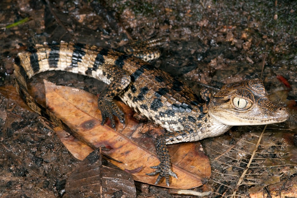 PUERTO MALDONADO COCHA CAIMAN