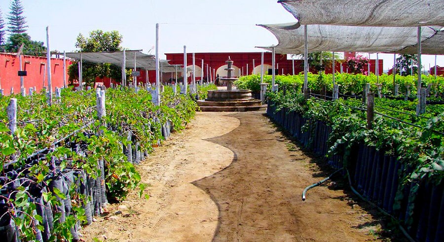 TOURS BODEGAS DE PISCOS Y VINO
